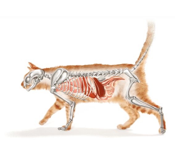 02-cat (1)