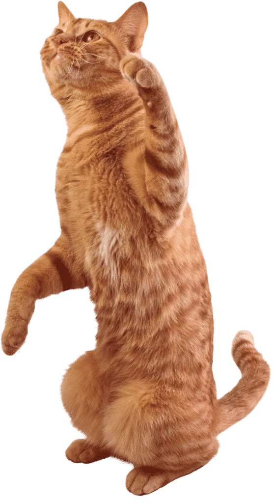 06-6Cat2