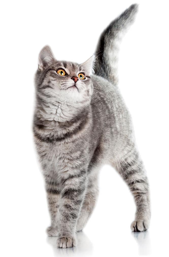 02-cat2