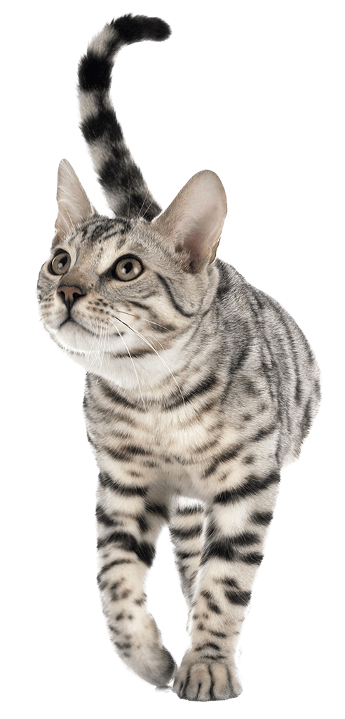 kedi1