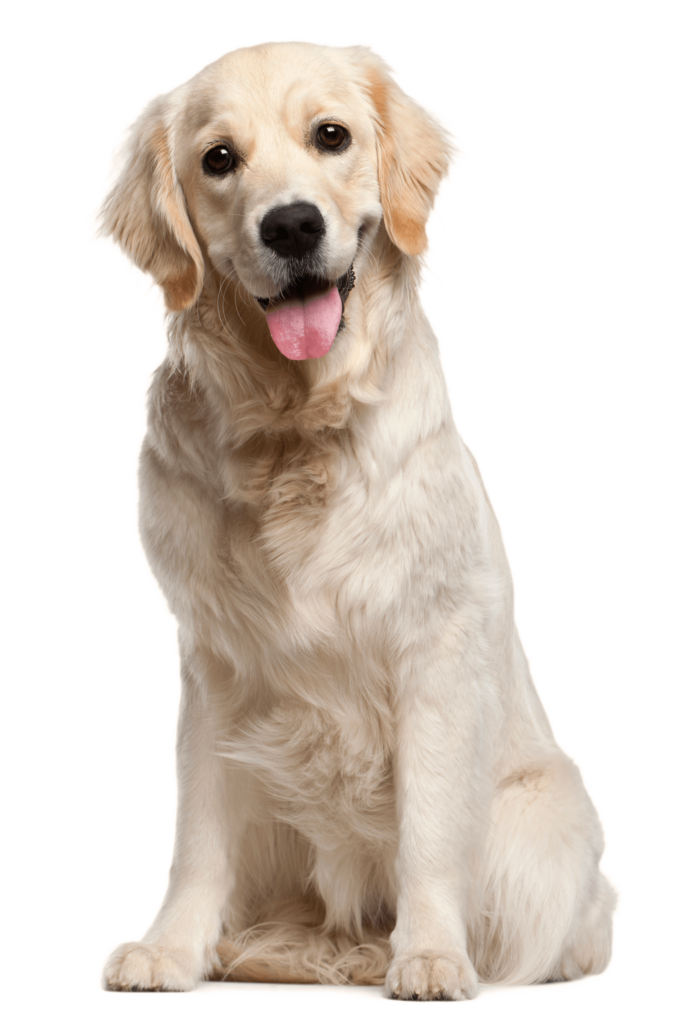 pngimg.com - dog_PNG50354